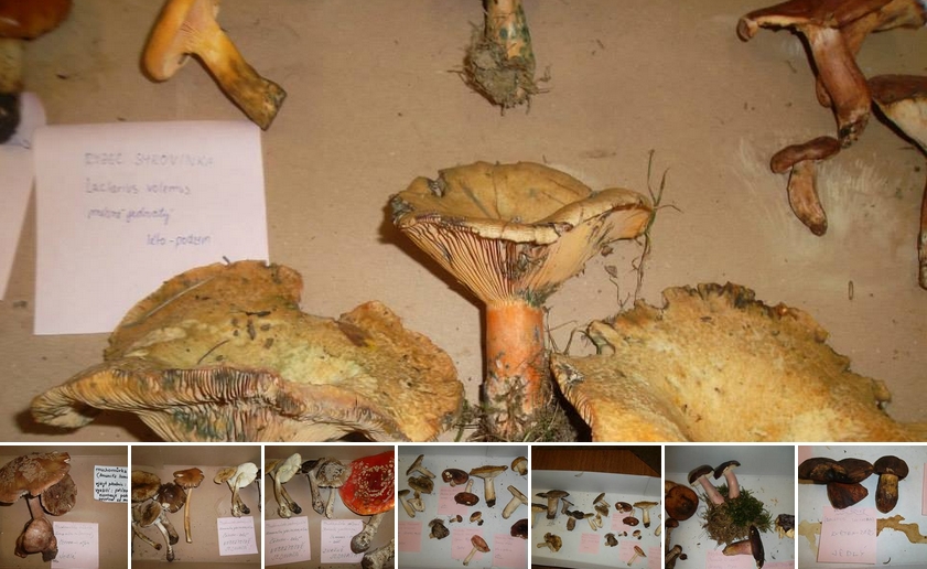 2013 09 Houby výstava