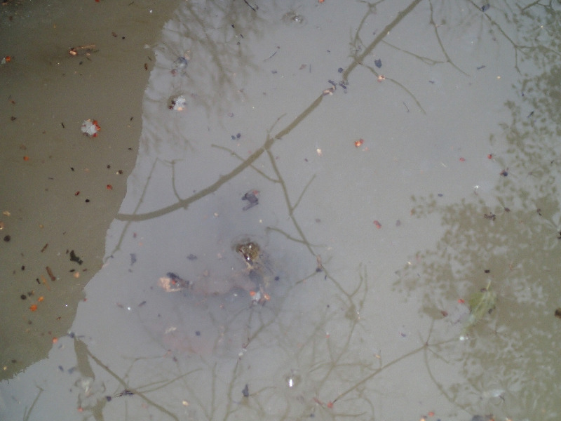 Pro ne to delame Mlady skokan hnedy se chysta zimovat v nasi tuni