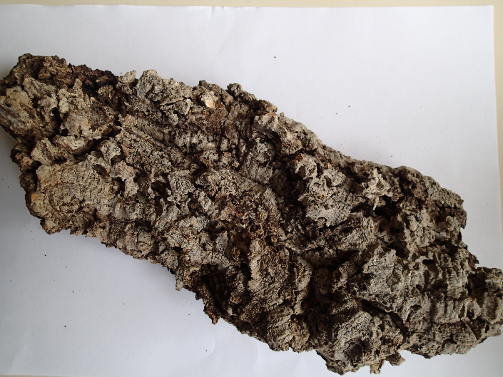 kůra dubu korkového