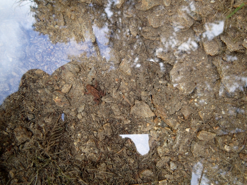 02 Ropucha obecná v místě výběru vody ze dna